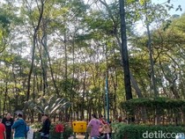 Di Tengah Jakarta Utara yang Terik, Ada Kesejukan Hutan Kota Penjaringan