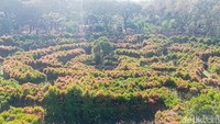 Sembari berkeliling, ternyata hutan kota ini memiliki labirin yang bisa kamu jajal saat berkunjung ke sini. Labirin tersebut dibuat dari deretan pohon pucuk merah, walaupun tak begitu menantang karena masih terdapat celah di antara deretan pohonnya tapi cukup untuk membuat senang.  