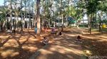 Di Tengah Jakarta Utara yang Terik, Ada Kesejukan Hutan Kota Penjaringan