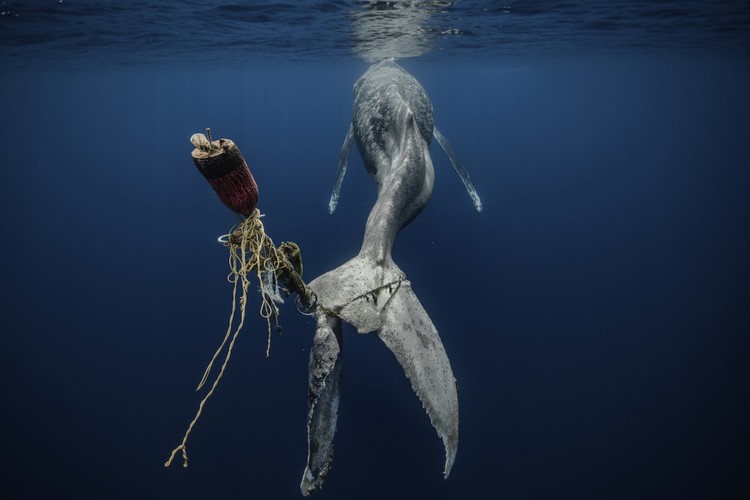 Environmental Photography Award 2024