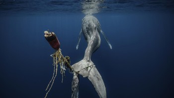 Karya Alvaro Herrero Lopez-Bletran. Paus bungkuk ini (Megaptera novaeangliae), terjerat dalam tali pancing dan pelampung, menghadapi kematian yang lambat dan menyakitkan. Dengan sirip ekornya yang sekarang tidak dapat digunakan, ia tidak akan lagi dapat menyelam dengan benar dan oleh karena itu makan. Kompresi yang diberikan oleh garis akan merobek dagingnya dan mungkin menyebabkan infeksi. Terlepas dari kesedihan luar biasa yang kita rasakan pada adegan ini, perlu untuk menunjukkan kenyataan yang dihadapi hewan-hewan ini sebagai akibat dari tindakan manusia. Ketidakbertanggungjawaban dari praktik-praktik tertentu dan polusi lautan adalah ancaman besar terhadap keanekaragaman hayati. Foto: Environmental Photography Award