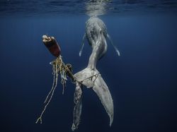 Karya Powerful Jawara Kontes Fotografi Lingkungan 2024, Ada Indonesia