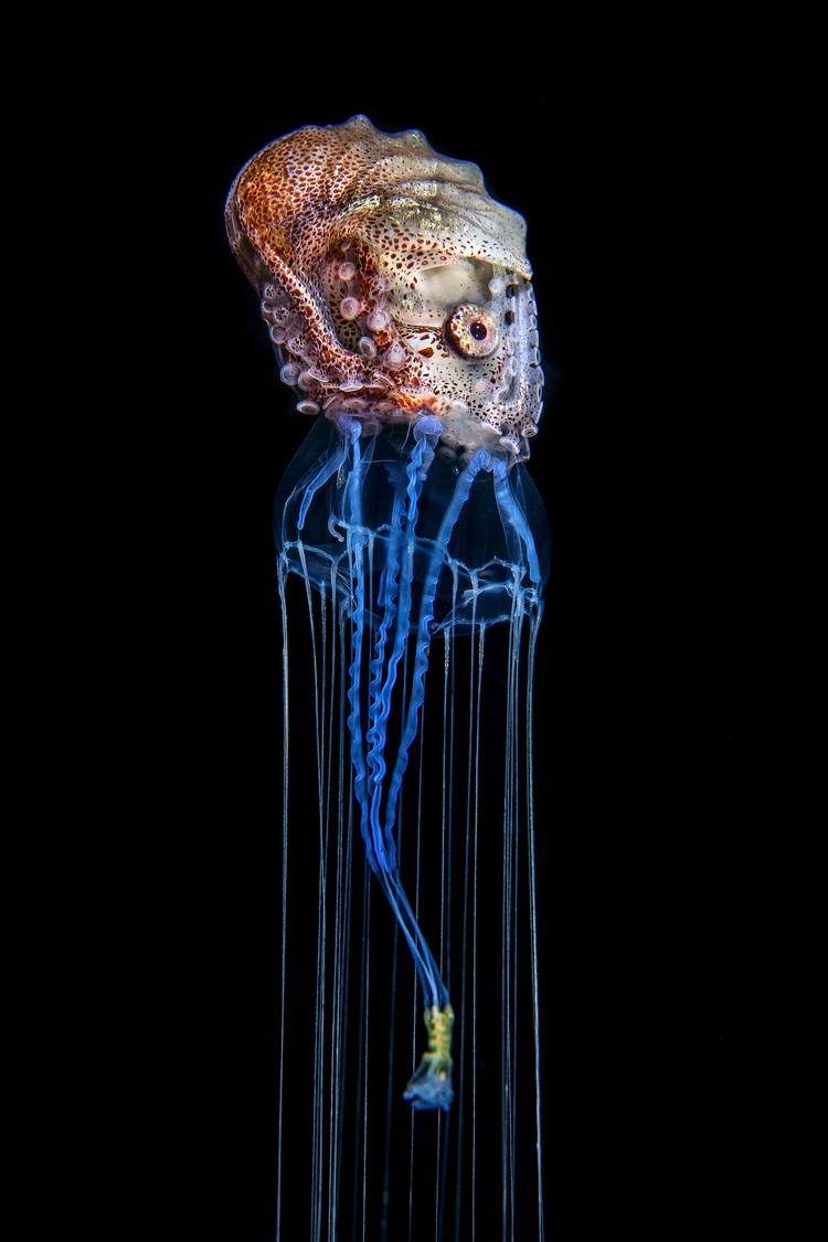 Environmental Photography Award 2024