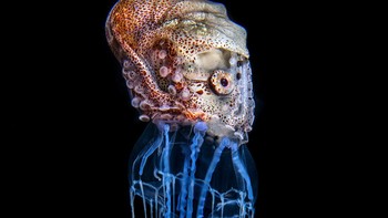 Karya Magnus Lundgren. Makhluk nokturnal aneh yang ditemukan di kedalaman 15 meter ini sebenarnya terdiri dari dua spesies yang berbeda: nautilus kertas coklat betina (Argonauta hians), dari keluarga gurita, dan medusa hidroid yang loncengnya argonaut berselancar. Tersebar luas di Samudra Indo-Pasifik, nautilus kertas coklat dikenal menempel pada benda-benda yang hanyut dengan arus laut. Sedikit yang diketahui tentang kehidupan spesies pelagis ini, tetapi tampaknya argonaut menggunakan inangnya sebagai sumber makanan atau senjata pertahanan. Foto: Environmental Photography Award