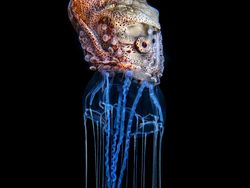 Karya Powerful Jawara Kontes Fotografi Lingkungan 2024, Ada Indonesia