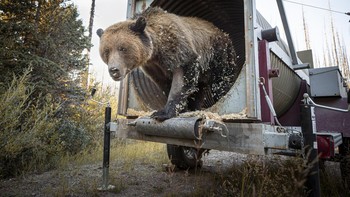 Karya Rob G. Green. Seekor beruang grizzly betina (Ursus arctos) muncul dari perangkap gorong-gorong di mana dia ditangkap oleh tim ahli biologi satwa liar. Setelah masuk ke beberapa tempat sampah biji-bijian yang tidak aman, tertarik pada kalori yang sangat dia butuhkan setiap musim gugur, dia menemukan dirinya berada di properti pribadi dan potensi ancaman bagi penghuninya. Memasang perangkap dengan umpan memungkinkan tim untuk membiusnya dengan hati-hati dan memberinya pemeriksaan kesehatan yang menyeluruh. Beruang itu kemudian ditandai dan dilepaskan di area yang lebih aman. Foto: Environmental Photography Award