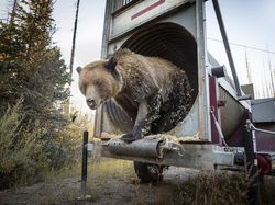 Karya Powerful Jawara Kontes Fotografi Lingkungan 2024, Ada Indonesia