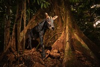 Environmental Photography Award 2024
