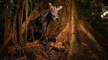 Karya Vladimir Cech Jr. Serow Sumatera (Capricornis sumatraensis sumatraensis), juga dikenal sebagai serow selatan, adalah spesies kijang kambing asli hutan pegunungan di semenanjung Thailand dan Malaysia dan pulau Sumatra di Indonesia. Karena penghancuran habitatnya oleh penebangan dan pertanian, serta ancaman yang ditimbulkan oleh perburuan intensif (untuk daging dan kulitnya), itu dianggap rentan pada Daftar Merah Spesies Terancam oleh Persatuan Internasional untuk Konservasi Alam (IUCN). Individu khusus ini diamati di Taman Nasional Gunung Leuser di Sumatra. Relatif langka di hutan, hewan ini sangat jarang difoto. Foto: Environmental Photography Award
