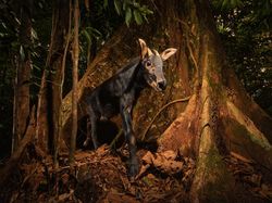 Karya Powerful Jawara Kontes Fotografi Lingkungan 2024, Ada Indonesia