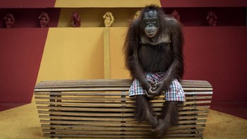 Karya Aaron Gekoski. Orangutan adalah salah satu hewan yang paling dicintai di kebun binatang di seluruh dunia. Di Safari World, di Bangkok, Thailand, mereka digunakan setiap hari dalam pertunjukan tinju, di mana mereka harus menari dengan bikini, mengendarai sepeda, dan bertarung satu sama lain selama berjam-jam. Pada tahun 2004, lebih dari 100 orangutan disita dari Safari World setelah tes DNA membuktikan bahwa mereka dibawa secara ilegal dari Indonesia.  Namun, dalam beberapa tahun, pertunjukan dimulai dari awal lagi. Untuk memasok Atraksi Wisata Satwa Liar, orangutan muda dicuri dari alam liar, dan induknya dibunuh. Mereka dilatih menggunakan metode yang kejam, seperti pemukulan dan kekurangan makanan. Ketika mereka menjadi terlalu tua, mereka dikurung di dalam kandang selama sisa hidup mereka. Foto: Environmental Photography Award