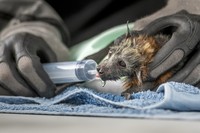 Environmental Photography Award 2024