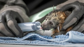 Karya Douglas Gimesy. Dokter Hewan Kebun Binatang Melbourne Sarah Frith memberikan cairan kepada rubah terbang berkepala abu-abu muda (Pteropus poliocephalus) yang diselamatkan yang telah menyerah pada panas pada hari musim panas yang terik ketika suhu di tempat teduh melebihi 40°C. Diselamatkan di dekat pangkal pohon di lapangan golf di Fairfield, Victoria, Australia, kelelawar itu terhidrasi dan dirawat sehingga dapat dilepaskan kembali ke alam liar beberapa hari kemudian. Foto: Environmental Photography Award