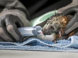 Karya Powerful Jawara Kontes Fotografi Lingkungan 2024, Ada Indonesia