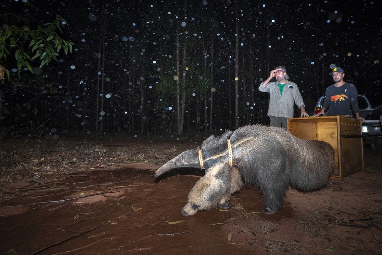 Environmental Photography Award 2024