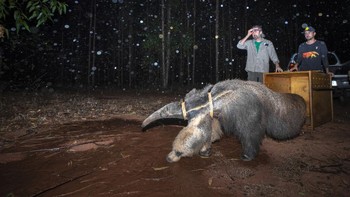 Karya Fernando Faciole. Hanna, pemakan semut raksasa betina (Myrmecophaga tridactyla) dilepaskan kembali ke habitatnya di Cerrado Brasil setelah menjalani serangkaian pemeriksaan jantung. Dalam kerangka penelitian terobosan, tim Wildlife Animal Conservation Institute (ICAS) melakukan radiografi dan ekokardiografi pada 11 pemakan semut liar dan sehat. Foto: Environmental Photography Award