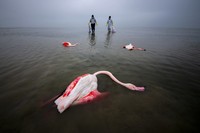 Environmental Photography Award 2024