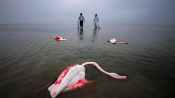 Karya Mehdi Mohebi Pour. Selama periode dua tahun, puluhan ribu burung yang bermigrasi mati di lahan basah di utara Iran karena alasan yang tidak diketahui. Di sini kita melihat tiga flamingo merah muda mengambang di laguna Miankaleh, salah satu dari dua belas wilayah Iran yang ditetapkan sebagai Cagar Biosfer Internasional UNESCO. Mehdi ingin membagikan foto ini dengan seluruh dunia untuk menarik perhatian pada nasib tragis hewan-hewan ini dan keadaan lahan basah ini, yang menanggung beban penuh dari perubahan iklim dan dampak dari aktivitas manusia yang merusak. Seperti yang dapat kamu lihat dari gambar, situasi ini memiliki efek mobilisasi, dan di sini kita melihat upaya dua aktivis lingkungan untuk mengumpulkan mayat dan mencegah penyebaran penyakit. Foto: Environmental Photography Award