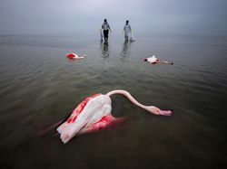 Karya Powerful Jawara Kontes Fotografi Lingkungan 2024, Ada Indonesia