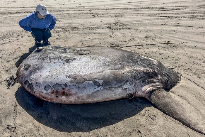 Ikan hoodwinker sunfish atau mola-mola raksasa yang tingginya mencapai 2,2 meter ditemukan di pantai utara Oregon