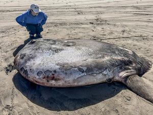 Seekor Ikan Langka Terdampar di Pantai Ini, Ukurannya Lebih dari 2 Meter