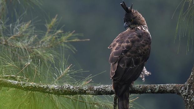 Ilustrasi Elang Jawa