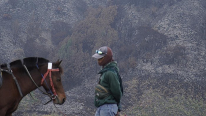 Luas lahan terdampak kebakaran Gunung Bromo Seorang warga menaiki kuda pasca kebakaran di di Kawasan Taman Nasional Bromo Tengger Semeru (TNBTS), Pasuruan, Jawa Timur, Kamis (27/6/2024). Berdasarkan kalkulasi Badan Nasional Penanggulangan Bencana (BNPB) luas lahan kebakaran bromo yang telah dipastikan padam pada Sabtu (22/6) tersebut diperkirakan mencapai 50 hektare. ANTARA FOTO/Irfan Sumanjaya/Spt.