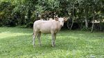 Melihat Lembu Putih yang Disakralkan di Desa Wisata Taro Bali
