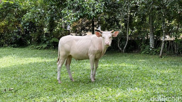 Melihat Lembu Putih yang Disakralkan di Desa Wisata Taro Bali