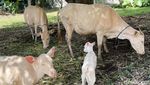 Melihat Lembu Putih yang Disakralkan di Desa Wisata Taro Bali