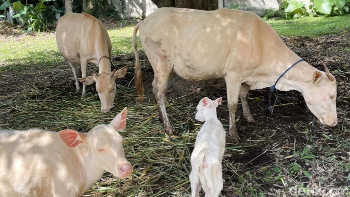 Lembu putih merupakan hewan yang disakralkan di Desa Wisata Taro, Gianyar, Bali. Yuk tengok hewan sakral itu yang dikonservasi Desa Wisata Taro.