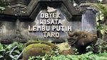 Melihat Lembu Putih yang Disakralkan di Desa Wisata Taro Bali