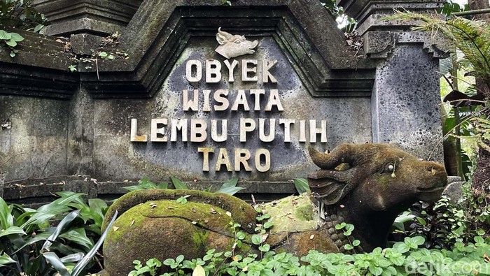 Melihat Lembu Putih, Hewan Sakral di Desa Wisata Taro Lembu putih merupakan hewan yang disakralkan di Desa Wisata Taro, Gianyar, Bali. Yuk tengok hewan sakral itu yang dikonservasi Desa Wisata Taro.