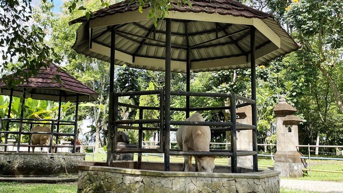 Lembu putih merupakan hewan yang disakralkan di Desa Wisata Taro, Gianyar, Bali. Yuk tengok hewan sakral itu yang dikonservasi Desa Wisata Taro.