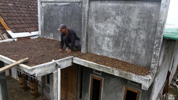Petani melakukan proses penjemuran kopi hasil panen di atap rumahnya.
