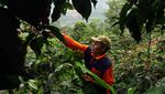 Menghidupkan Kembali Legenda Kopi Bromo