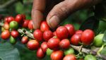 Menghidupkan Kembali Legenda Kopi Bromo