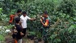 Menghidupkan Kembali Legenda Kopi Bromo