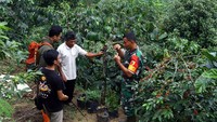 Kemudian, pada tahun 2011, seorang anggota Babinsa Koramil Jabung Serka Heri Purnomo berupaya meyakinkan dan mendampingi masyarakat untuk melakukan reboisasi dengan tujuan menahan laju air hujan di lereng sehingga tidak terjadi longsor lagi sekaligus menghidupkan kembali legenda Kopi Taji. Gayung pun bersambut, warga memulai reboisasi dengan menanam kembali pohon kopi.