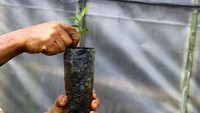 Pada tahun-tahun berikutnya reboisasi kopi pun berlanjut. Puluhan ribu bibit pohon kopi didatangkan ke desa Taji dari swadaya masyarakat maupun sumbangan dari Dinas Pertanian setempat. Selain itu sebanyak para petani juga diajak studi banding ke kawasan-kawasan sentra kopi untuk lebih mendalami bidang perkopian. Para petani pun mendapat pengetahuan tentang kopi. Mulai dari pemilihan varietas bibit, penanaman hingga tahap perawatan sampai proses petik atau panen. Bahkan pengetahuan tentang perendaman, pemisaahan kulit dan biji, penjemuran hingga proses disangrai diberikan juga.