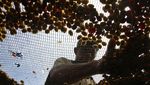 Menghidupkan Kembali Legenda Kopi Bromo