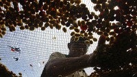 Sejak itu kualitas dan produksi kopi di desa Taji meningkat. Pada tahun 2023 produksi kopi di desa Taji mencapai 4,5 ton per tahun dari areal luas lahan lahan kopi mencapai 85 hektare yang tersebar di seluruh desa. Bibit varietas yang ditanam juga beragam.