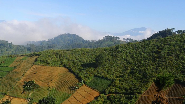 Kolase foto portrait petani kopi di desa Taji.
