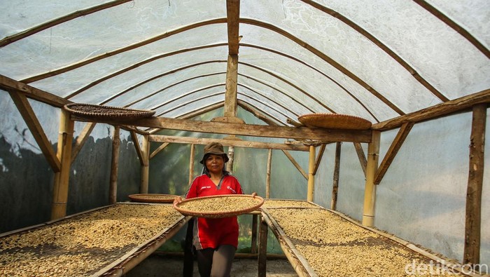 Nikmatnya Kopi Asli Desa Cikoneng Bogor Desa Tugu Utara Bogor memiliki keindahan alam kebun kopi dengan latar belakang gunung yang indah, di tengah hamparan kebun teh ini terselip kegiatan budidaya kopi Cikoneng yang tengah dikembangkan.
Para petani kopi disini merupakan pegawai kebun teh yang pada siang harinya beralih kegiatan dari kebun teh ke kebun kopi. Kegiatan ini dilakukan sejak tahun 2018 dengan harapan meningkatkan pendapatan.