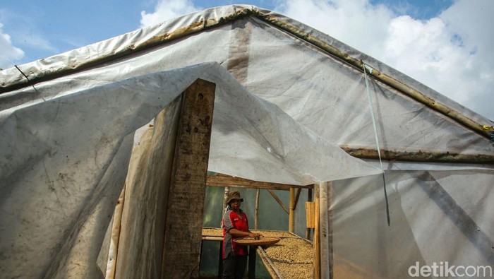 Nikmatnya Kopi Asli Desa Cikoneng Bogor Desa Tugu Utara Bogor memiliki keindahan alam kebun kopi dengan latar belakang gunung yang indah, di tengah hamparan kebun teh ini terselip kegiatan budidaya kopi Cikoneng yang tengah dikembangkan.
Para petani kopi disini merupakan pegawai kebun teh yang pada siang harinya beralih kegiatan dari kebun teh ke kebun kopi. Kegiatan ini dilakukan sejak tahun 2018 dengan harapan meningkatkan pendapatan.