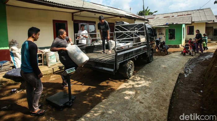 Nikmatnya Kopi Asli Desa Cikoneng Bogor Desa Tugu Utara Bogor memiliki keindahan alam kebun kopi dengan latar belakang gunung yang indah, di tengah hamparan kebun teh ini terselip kegiatan budidaya kopi Cikoneng yang tengah dikembangkan.
Para petani kopi disini merupakan pegawai kebun teh yang pada siang harinya beralih kegiatan dari kebun teh ke kebun kopi. Kegiatan ini dilakukan sejak tahun 2018 dengan harapan meningkatkan pendapatan.