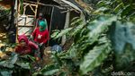 Keindahan Alam Desa Cikoneng Penghasil Kopi di Bogor