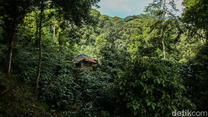 Nikmatnya Kopi Asli Desa Cikoneng Bogor Desa Tugu Utara Bogor memiliki keindahan alam kebun kopi dengan latar belakang gunung yang indah, di tengah hamparan kebun teh ini terselip kegiatan budidaya kopi Cikoneng yang tengah dikembangkan.
Para petani kopi disini merupakan pegawai kebun teh yang pada siang harinya beralih kegiatan dari kebun teh ke kebun kopi. Kegiatan ini dilakukan sejak tahun 2018 dengan harapan meningkatkan pendapatan.