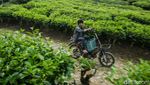 Keindahan Alam Desa Cikoneng Penghasil Kopi di Bogor