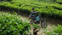 Ketua Kelompok Tani Cikoneng Lestari, Mamang menyebut biji kopi Arabika yang diproduksi disini telah menembus pasar ekspor hingga Panama sebanyak 500 kg. Permintaan biji kopi juga telah datang dari Korea Selatan dengan jumlah besar, namun pemenuhan permintaan itu masih terhambat karena produktivitas yang tengah menurun.